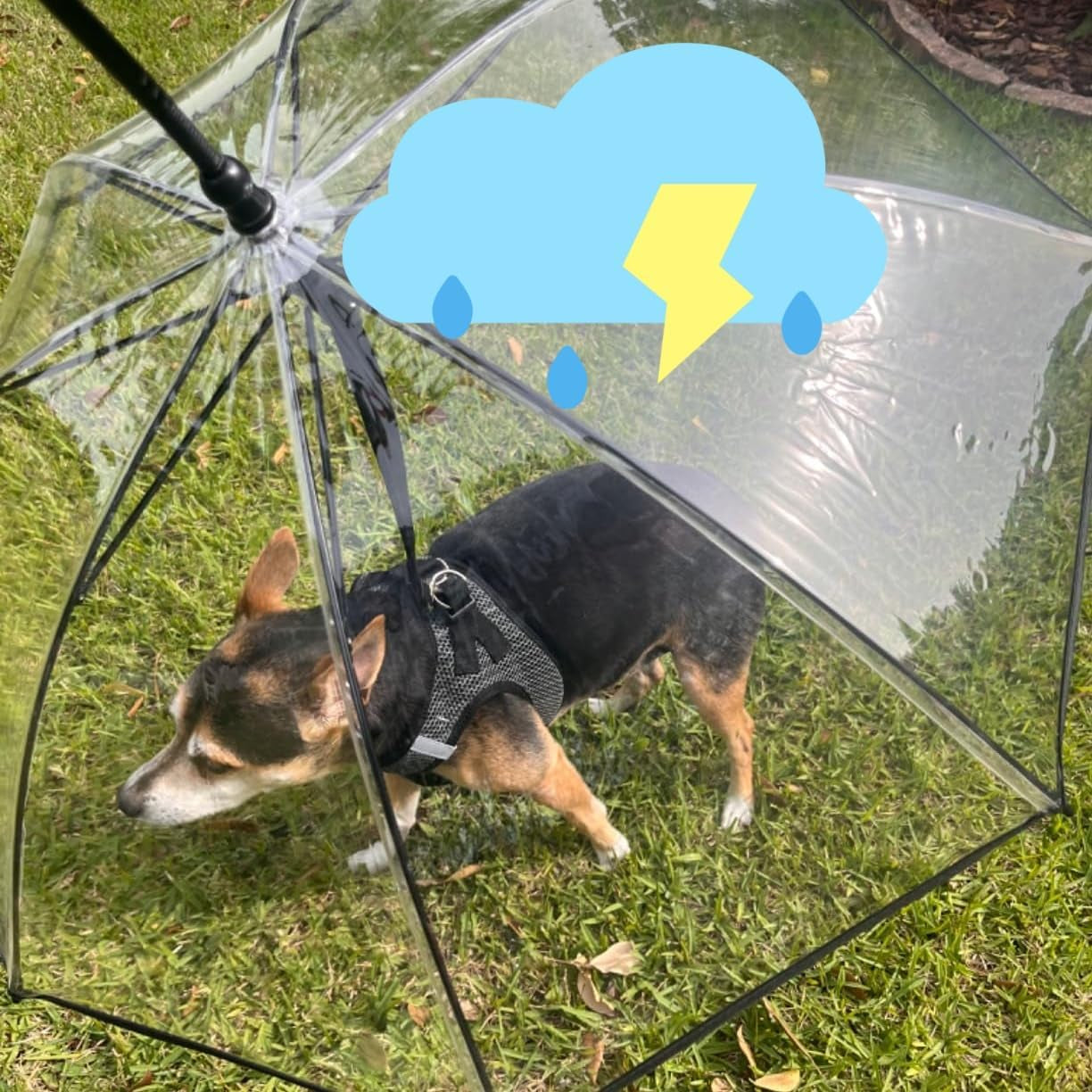 Clear Dog Umbrella for Small Dogs, Self-Assembly Dog Umbrella Leash, Doggie Rain Umbrella, Puppy Walking Umbrella with Adjustable Leash